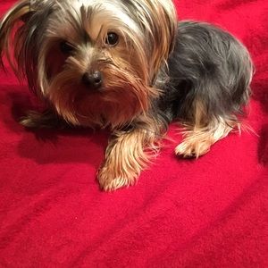 Meet your Posher, Joyce